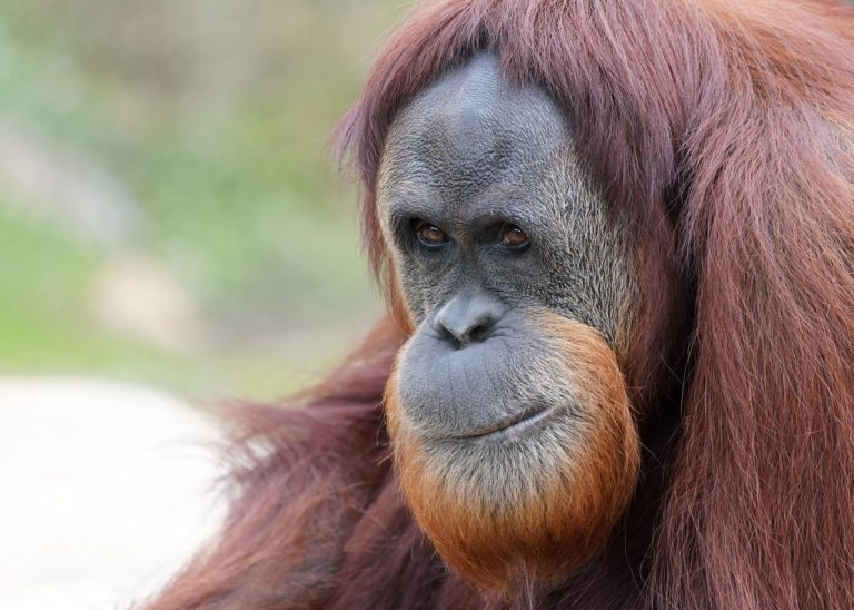 Orang Outan De Bornéo Fiche Descriptive Avec Photos Instinct Animal