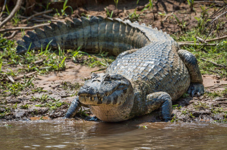 Caïman noir : description du reptile + photos - Instinct Animal