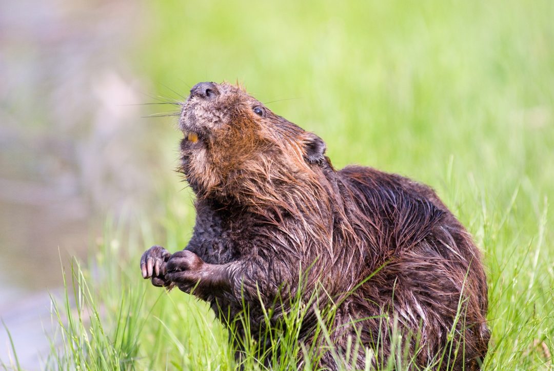 Castor D'Europe : Description Du Rongeur + Photos - Instinct Animal