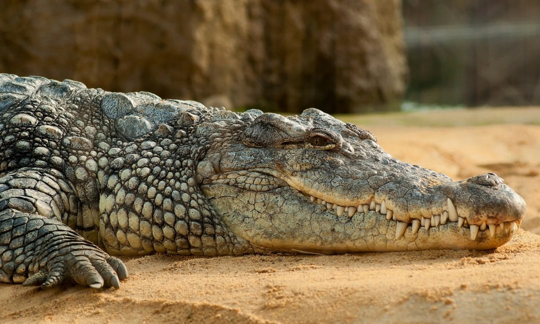 Crocodile Du Nil : Description Du Reptile + Photos - Instinct Animal