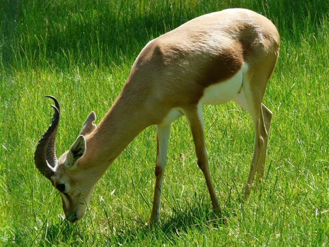 Gazelle dorcas : description de l&rsquo;antilope + photos - Instinct Animal