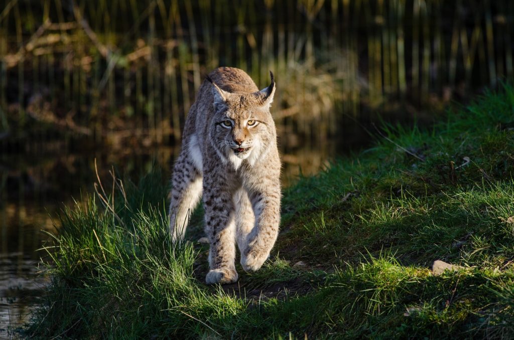 Lynx c8572 сайлентблок