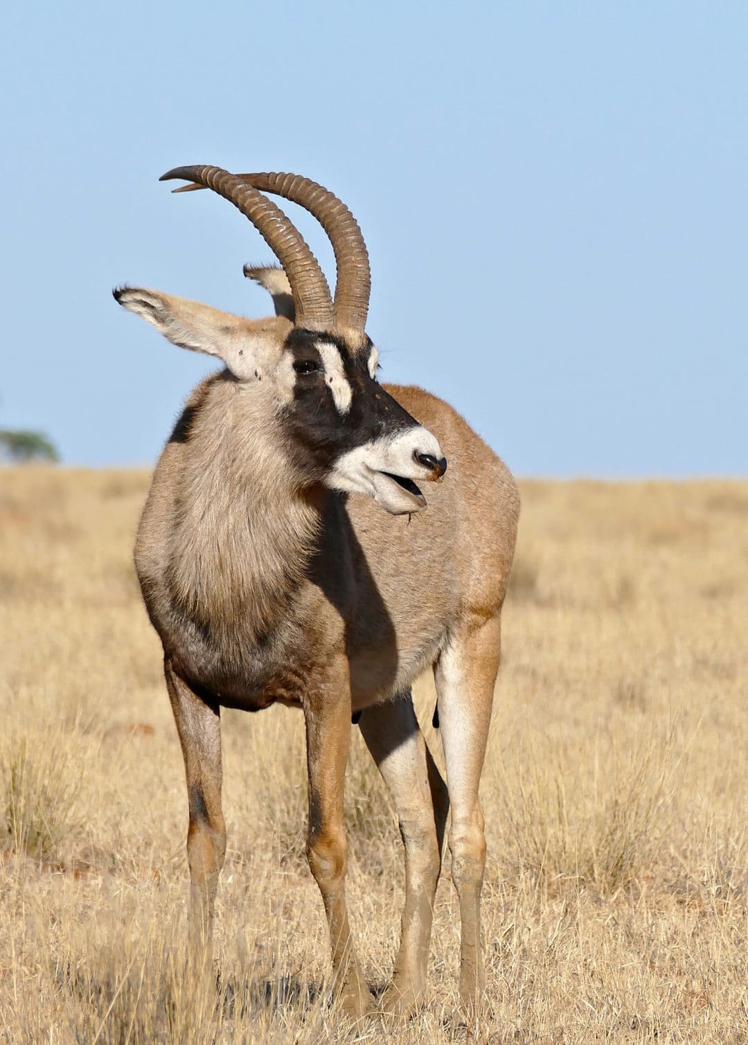 Antilope : définition, description, habitat, alimentation ...