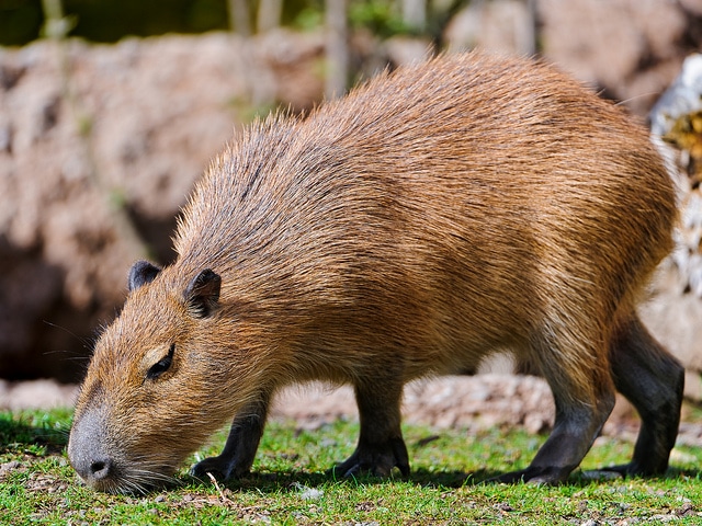 Capybara : Fiche animalière détaillée avec photos - Instinct animal