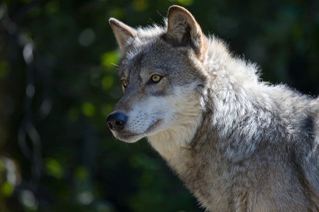 Loup gris - Bioparc