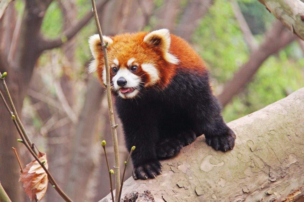 Panda roux : Fiche animalière complète + photos - Instinct animal