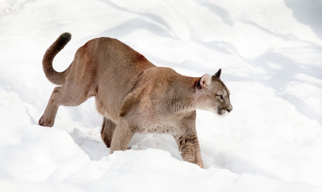 mammifère carnivore en 5 lettres