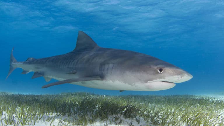 Requin tigre : Fiche descriptive complète avec photos - Instinct animal