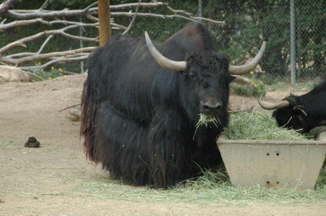 Yak sauvage : Fiche descriptive complète avec photos - Instinct animal