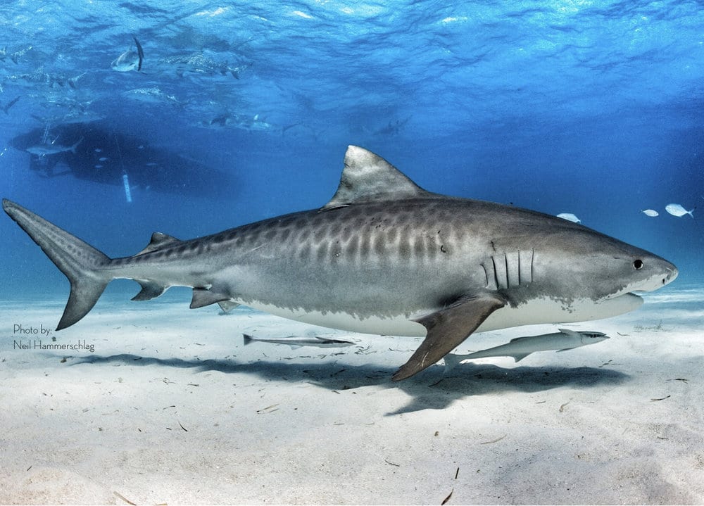 Requin-tigre, une des plus grandes espèces de requin au monde