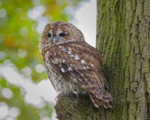 Chouette Hulotte : Description De L'oiseau + Photos - Instinct Animal