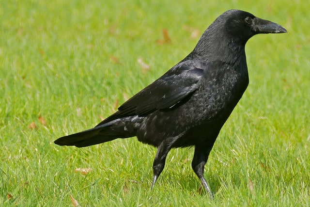 Le corbeau: habitation, alimentation, vol