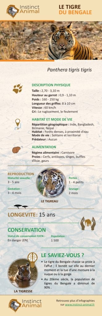 Tigre Du Bengale : Fiche Descriptive Complète + Photos   Instinct Animal