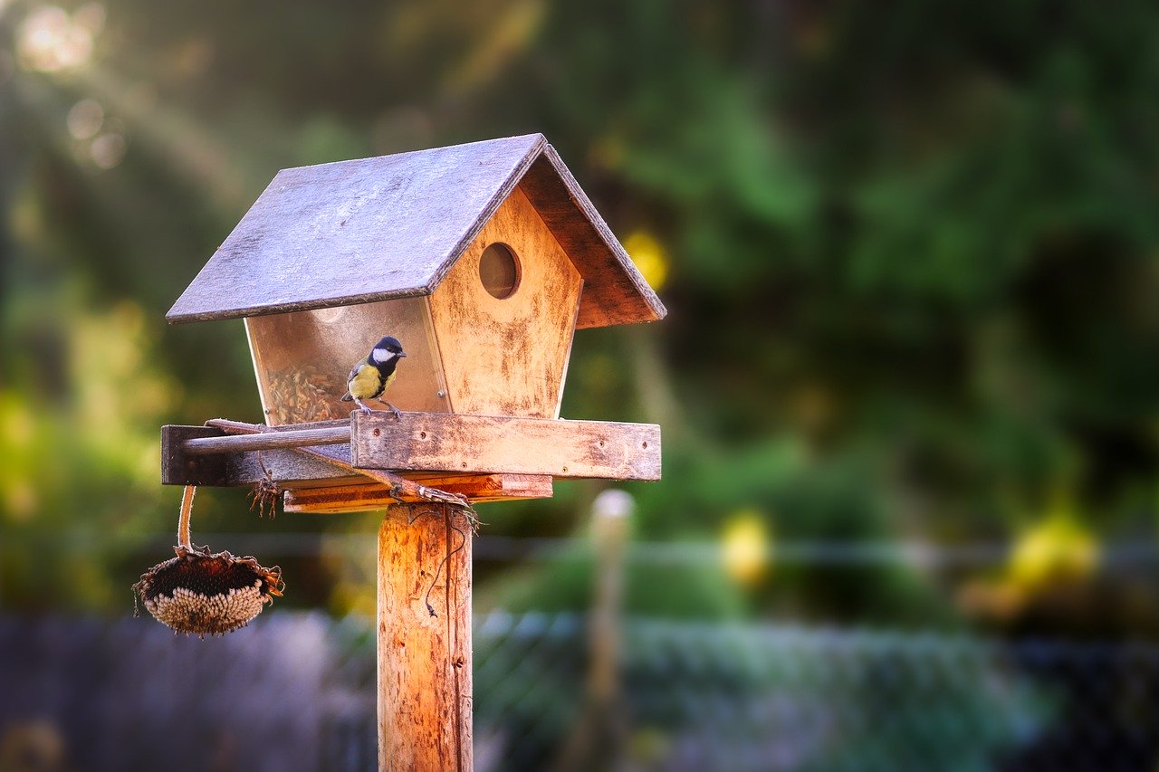 Faut-il installer une mangeoire pour les oiseaux dans votre jardin