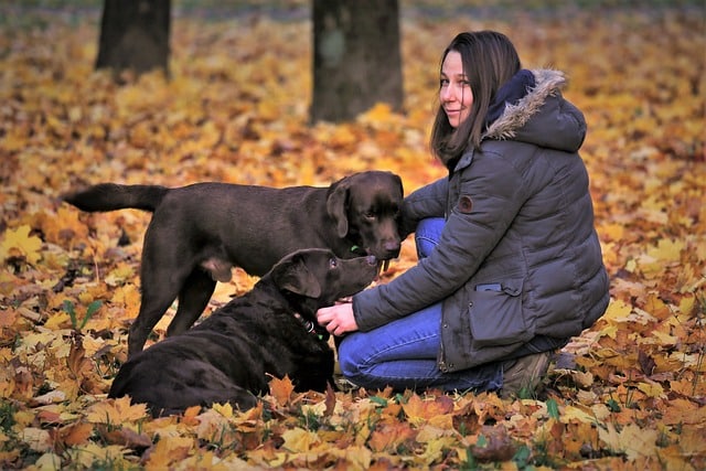 Comportementaliste canin - Métier animalier - Instinct Animal