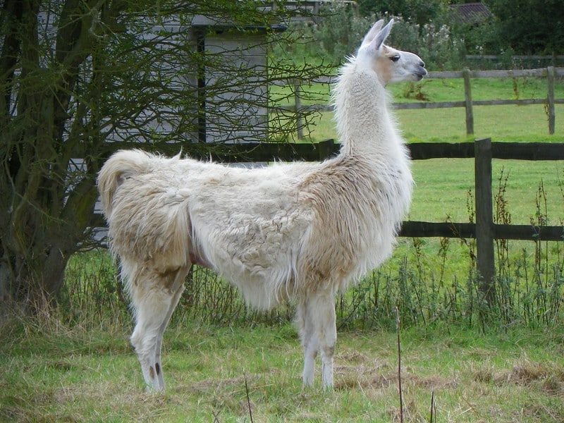 Les différences entre l'alpaga et le lama - Instinct Animal